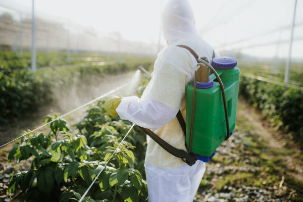 Best Local Pest Control Services  in Westminster, CA